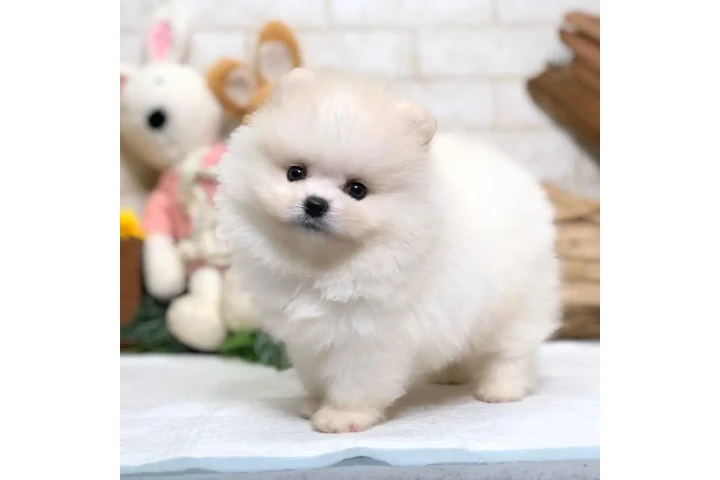 $300 : French bulldog and Pomeranian image 2