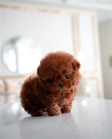 $350 : Maltipoo puppies image 1