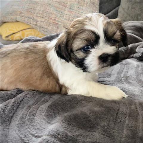 $350 : Shihtzu image 2