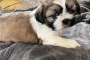 $350 : Shihtzu thumbnail