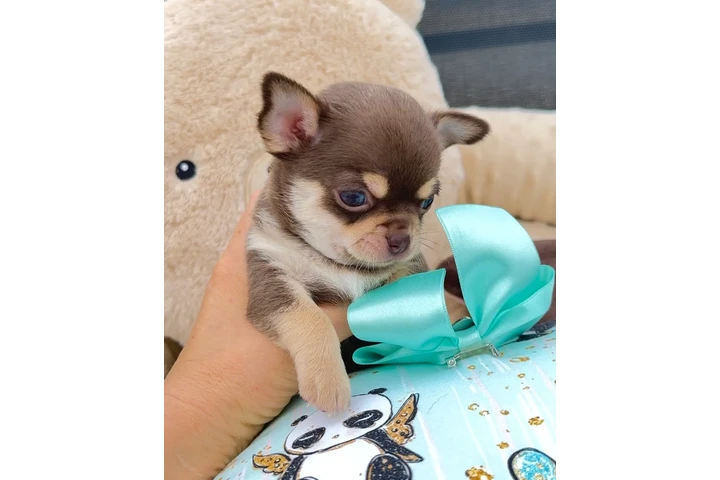 $200 : Cacharro Chihuahua image 4