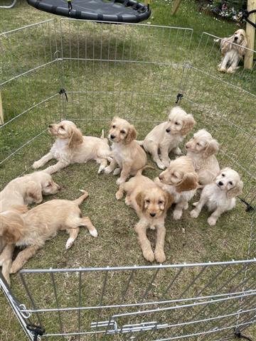 $260 : cachorros cockapoo f1 image 1