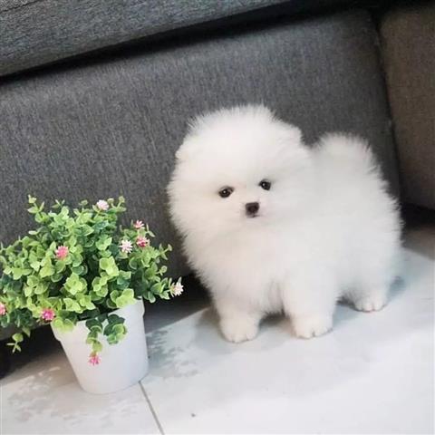 $300 : Pomeranian puppies and French image 1