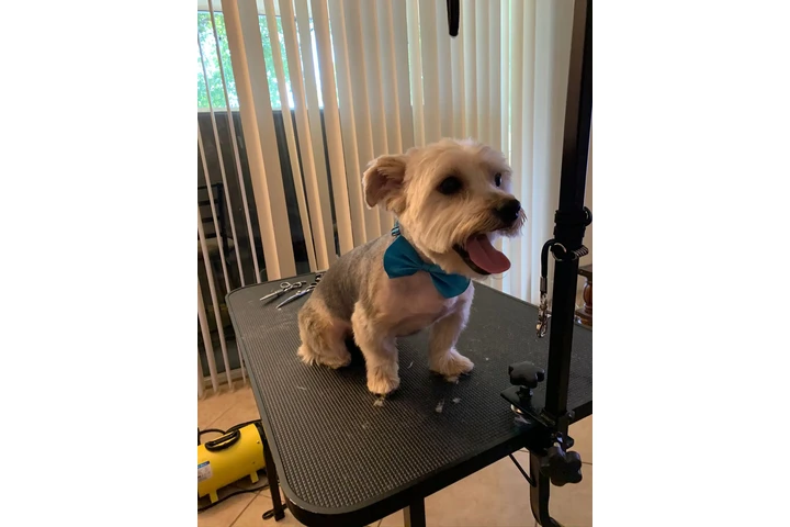 Dog Grooming a Domicilio image 1