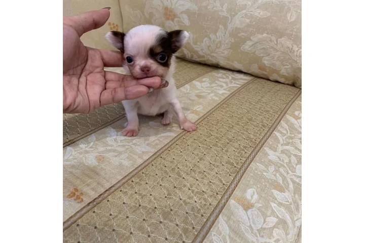 $400 : Teacup chihuahua for adoption image 1