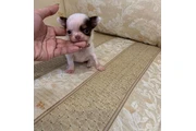 Teacup chihuahua for adoption en Wilmington