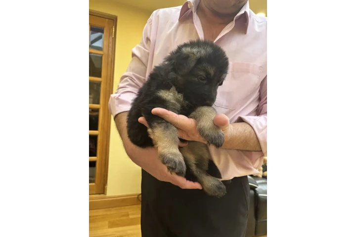 $500 : Impresionantes pastores aleman image 3