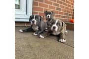 $350 : Cachorros de pitbull thumbnail