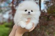 Pomerania