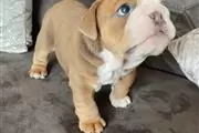 cachorros de bulldog inglés en Irapuato