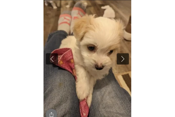 $300 : Yorkiepoo en adopción image 2