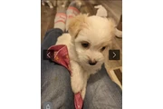$300 : Yorkiepoo en adopción thumbnail