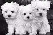 Twinkles Maltese Puppies . en New Hampshire