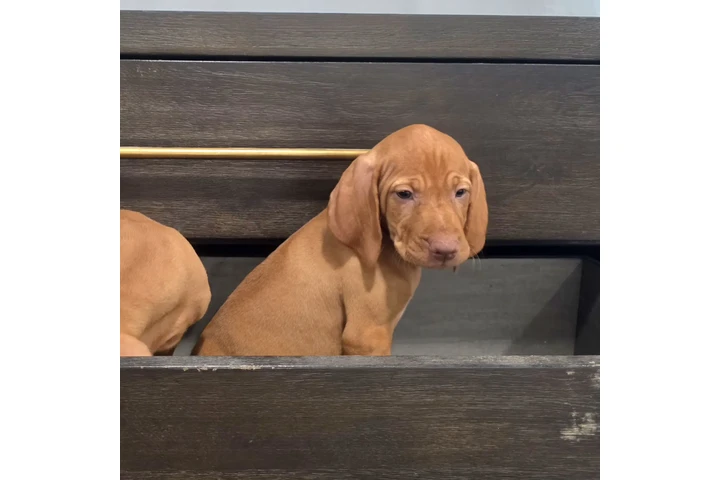 $1000 : 🐾 Cachorros Viszlas disponibl image 4