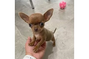 Cachorros chihuahua de 8 seman en Bakersfield