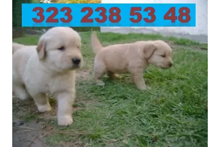 $999000 : CACHORROS GOLDEN RETRIEVER 01 image 5