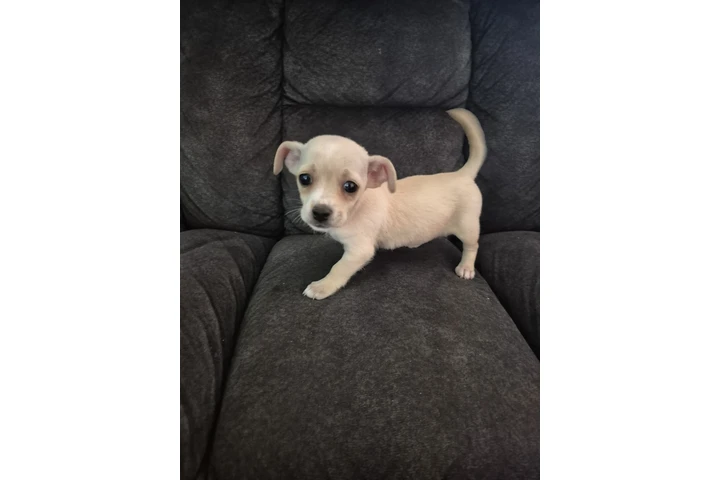 $200 : Poodle terrier mini image 3