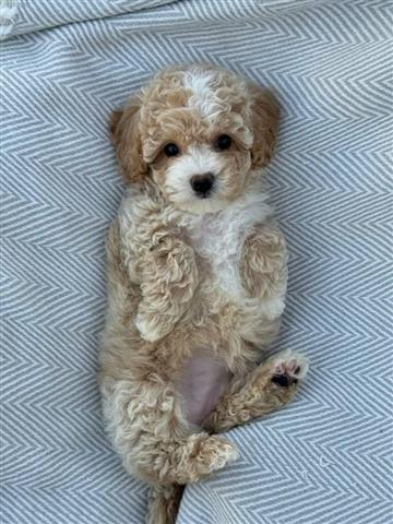 $400 : Cachorro maltipoo en venta image 2