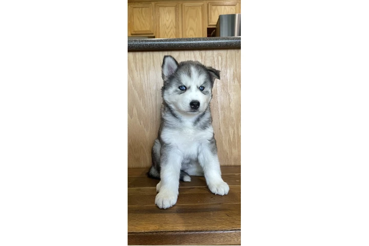 $400 : Siberian Husky Puppies image 3