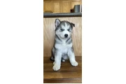 $400 : Siberian Husky Puppies thumbnail