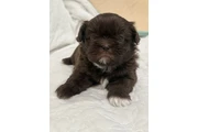 Caramelo Shih Tzu Male 8 Weeks en Orlando