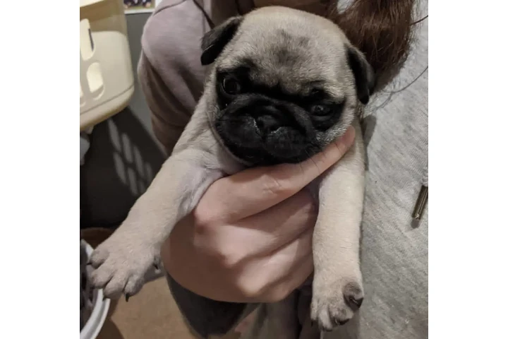 $350 : Cachorros Pug a la venta image 2