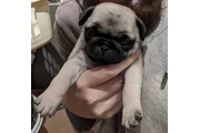 $350 : Cachorros Pug a la venta thumbnail