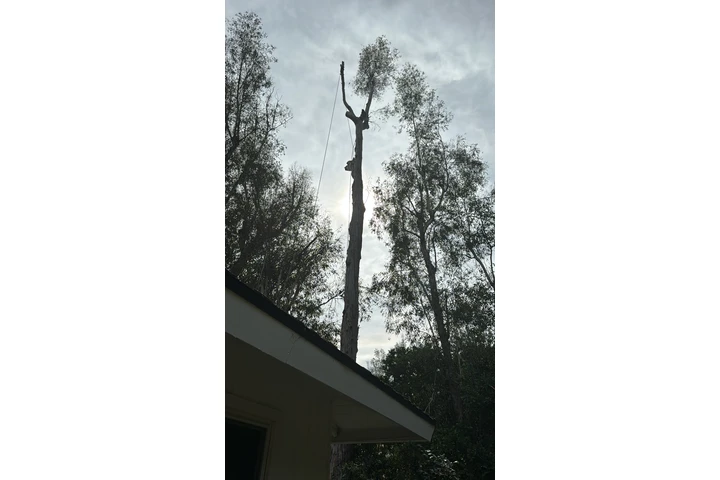 Trees cervise image 10