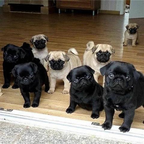 $500 : Pug puppies for sale image 1