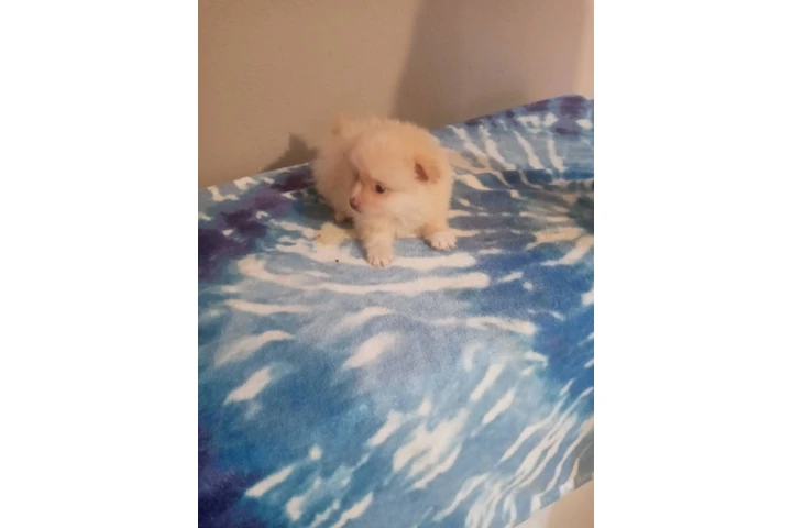 🐾 Hermosas PERRITAS en VENTA image 6