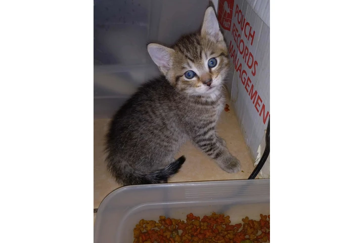 $50 : Un lindo gatito para ti. image 2