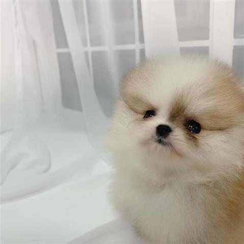 $350 : Cachorros Pomerania en venta image 8