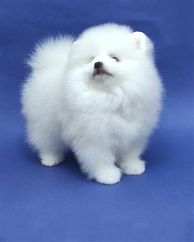 $350 : Cachorro Pomeranian en venta image 6