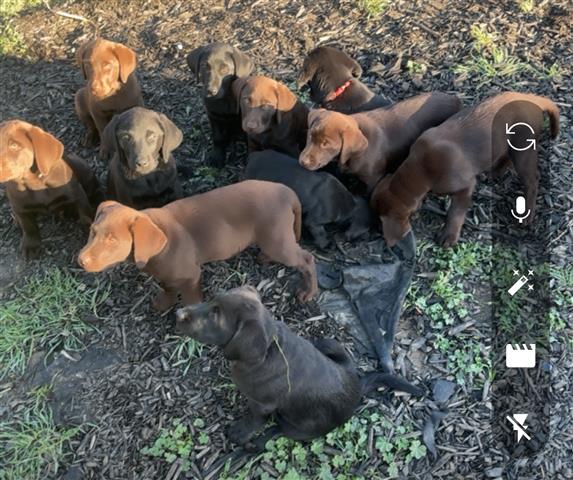 $800 : English Labrador puppies💝💖 image 2