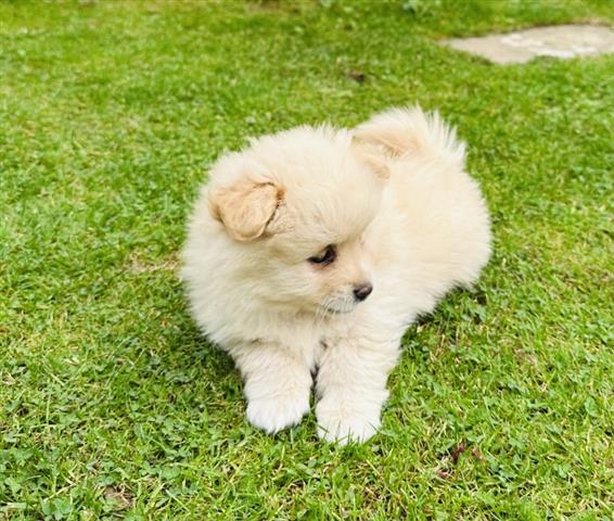 $200 : Teacup Pom Puppies Ready image 2