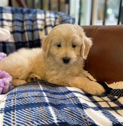 $240 : Goldendoodles Puppies For Sale image 1