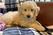 Goldendoodles Puppies For Sale