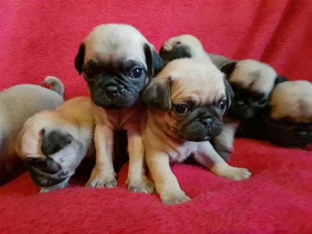 $350 : Cachorros pug hembras y machos image 1