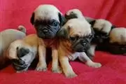 Cachorros pug hembras y machos en Coacalco