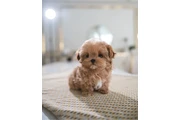 $350 : Maltipoo taza de té thumbnail