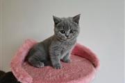 British shorthair kitten en Louisville