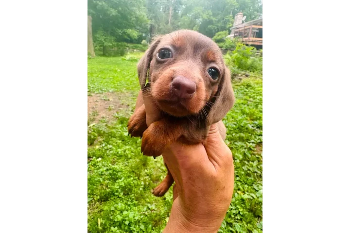$1500 : Miniature Dachshund puppies image 7