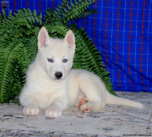 $690 : Siberian Husky male & female image 3