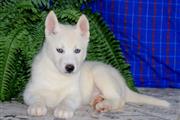 $690 : Siberian Husky male & female thumbnail