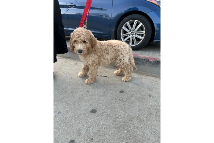 $1300 : Goldendoodle image 2