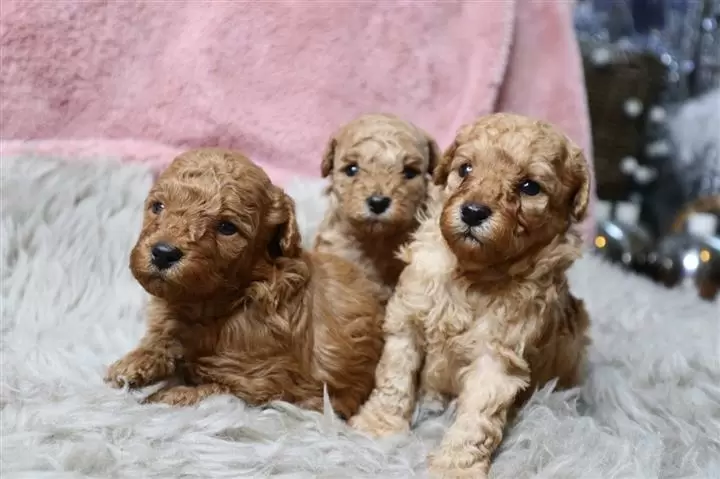 $420 : Stunning Red toy poodle puppie image 2