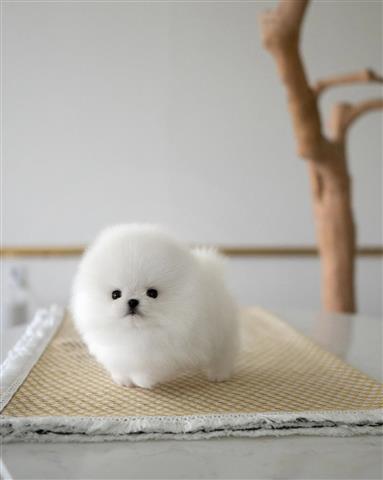 $250 : Pomeranian puppies image 3