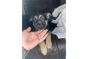 $350 : cachorros de pastor alemán thumbnail