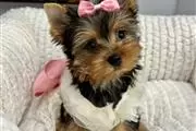 Cachorro Yorkies Nombre/Nina en Newburgh