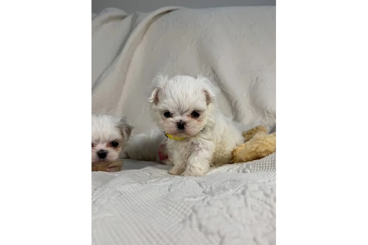 $350 : Cachorros malteses taza de té image 1